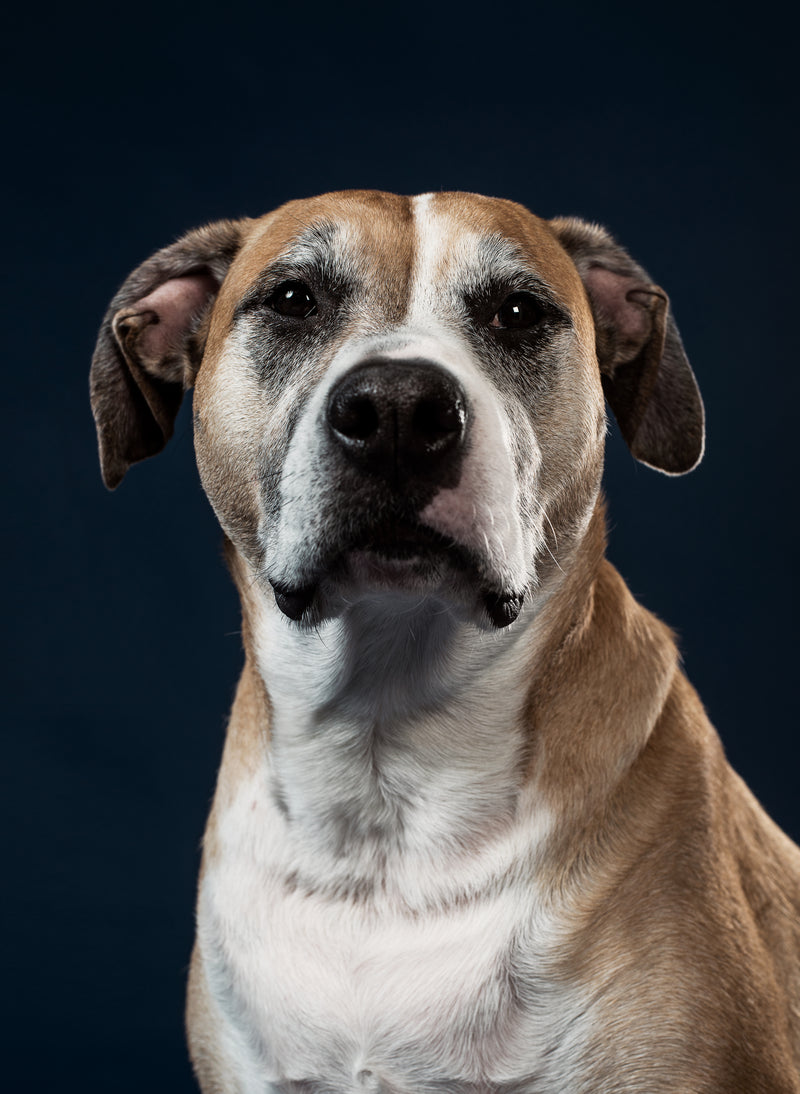 Houston Pets Alive!