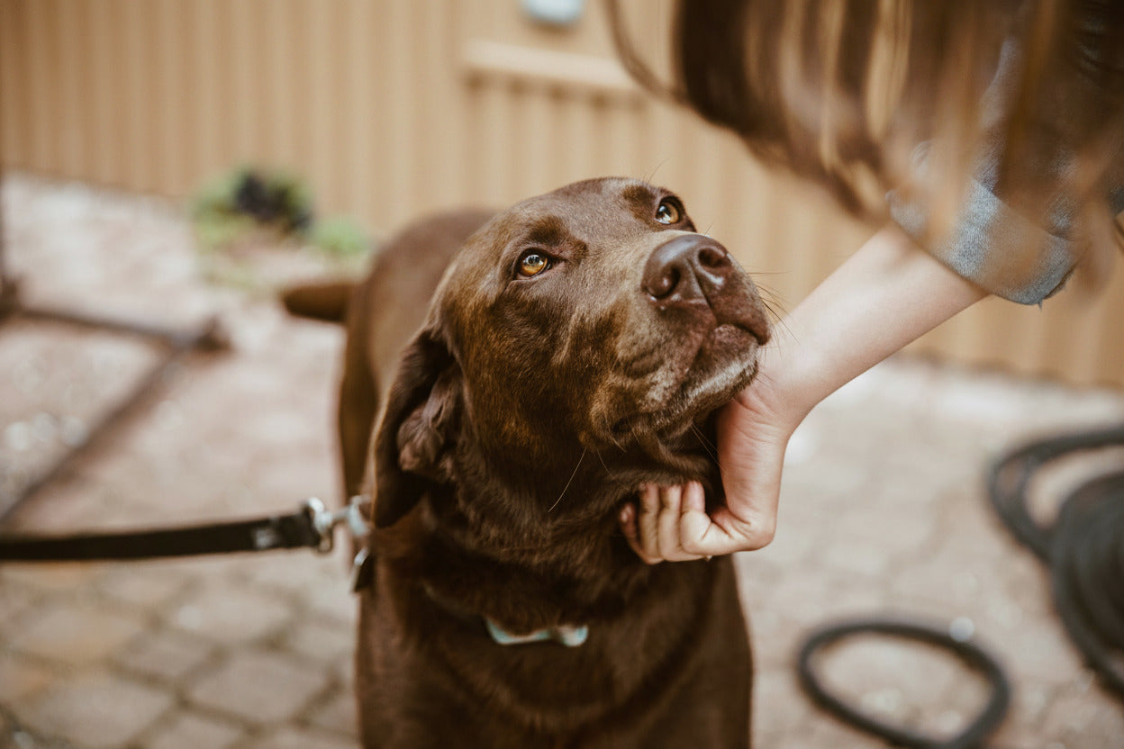 Brown dog being petted by a person outdoors