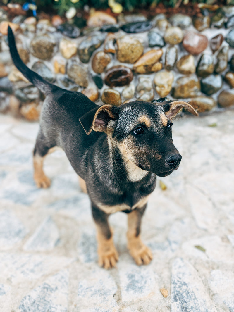 Humane Society of Southeast Texas