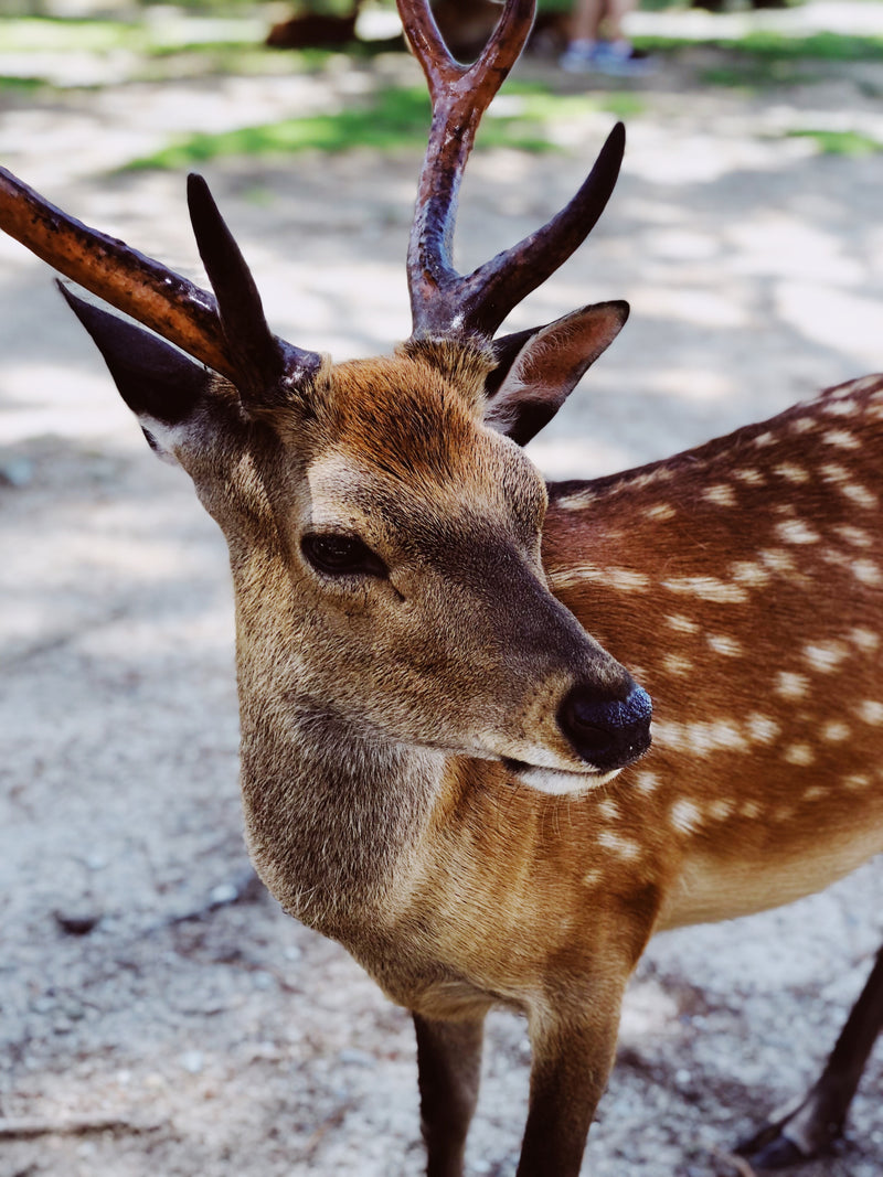 Buck Wild Rescue