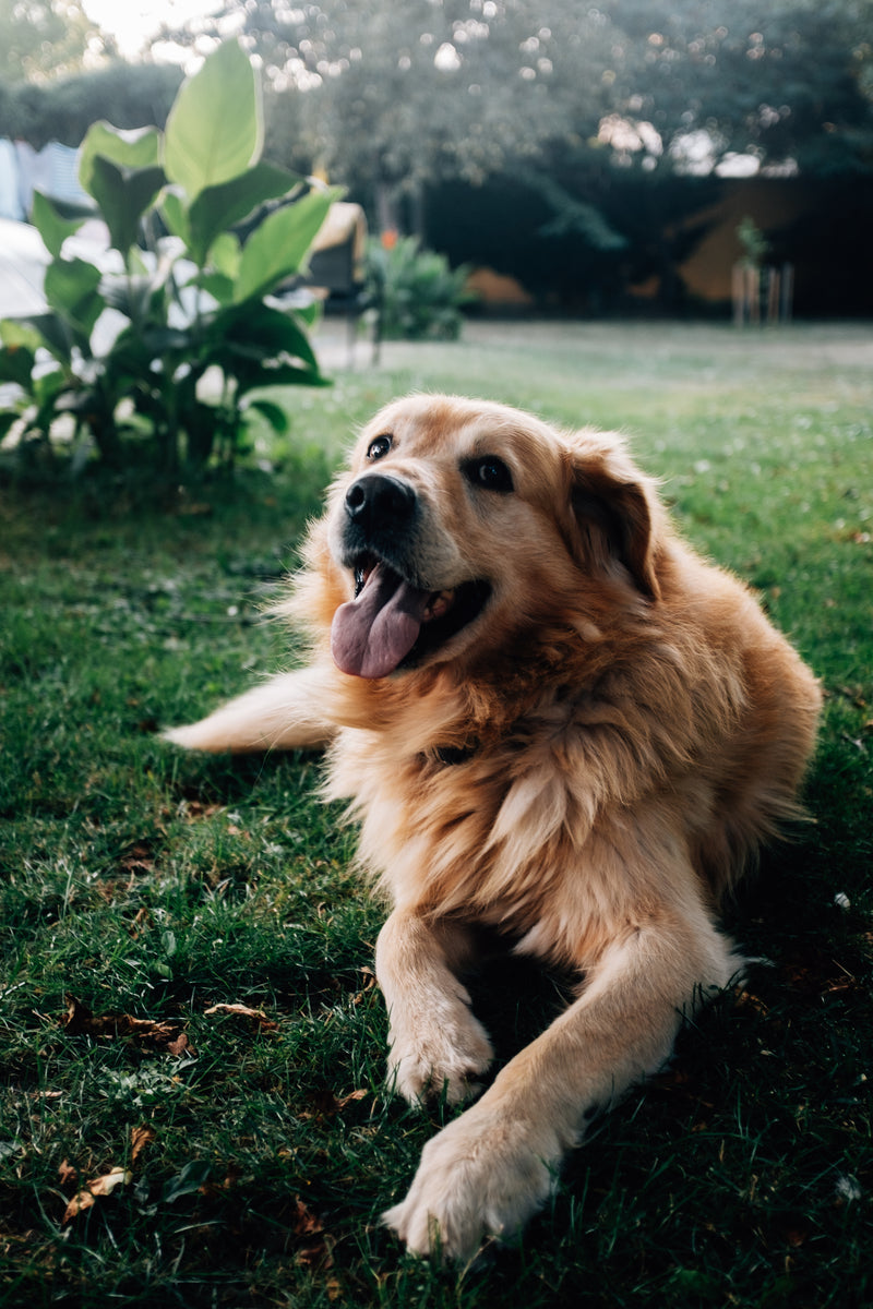Golden Retriever Rescue of Houston
