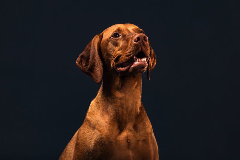 Glynn County Animal Services