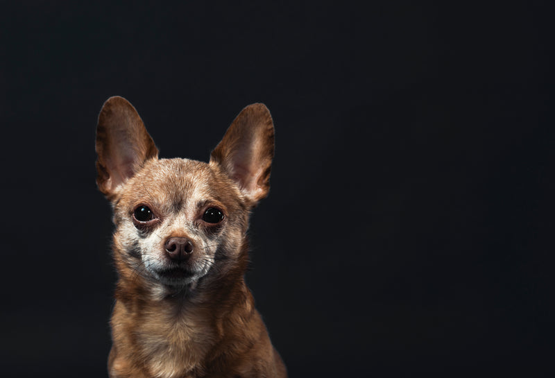 632 Canine Rescue