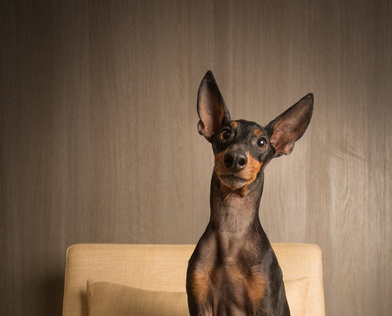 Houston Area Doberman Rescue