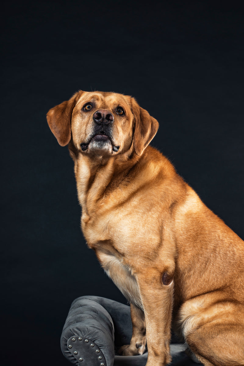 Beaumont Pets Alive